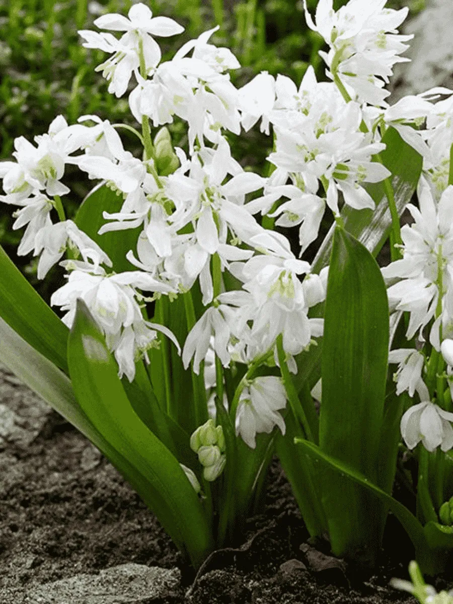 Сцилла сибирская Alba Сцилла сибирская Alba