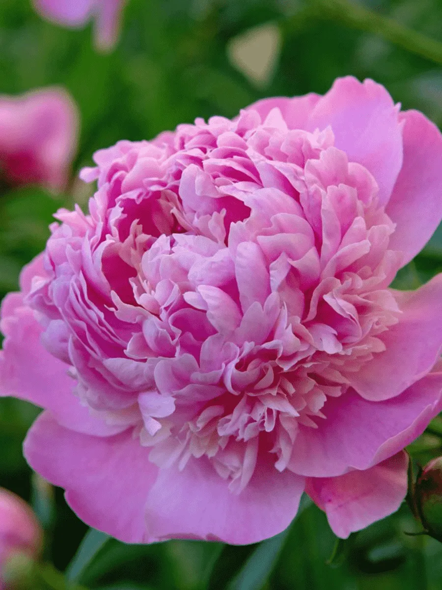 Пион Молочноцветковый Edulis Superba