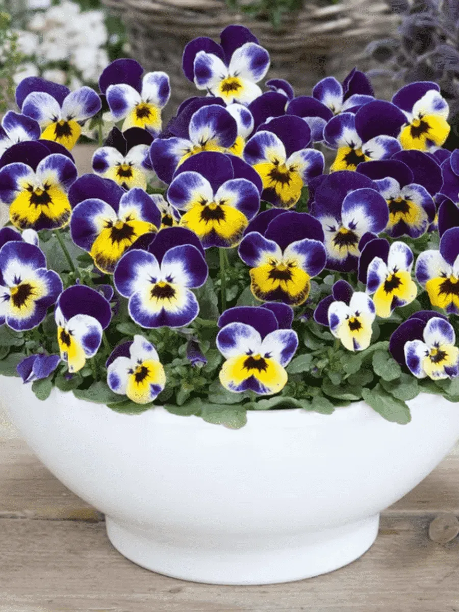 Виола рогатая Admire Jolly Face