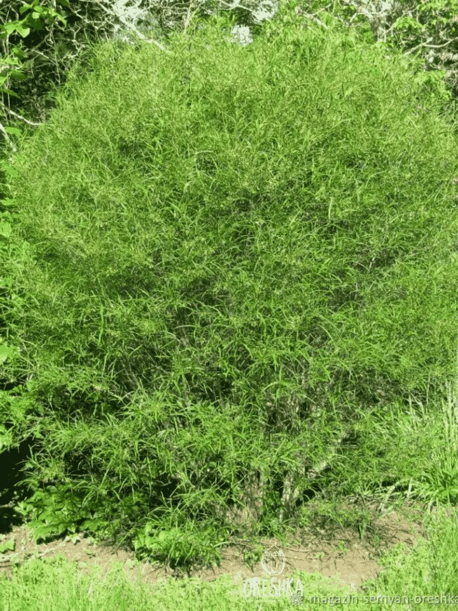 Крушина ломкая Asplenifolia