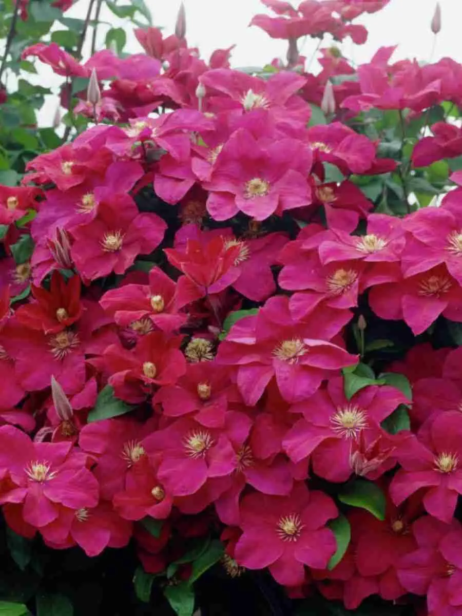 Клематис Rouge cardinal