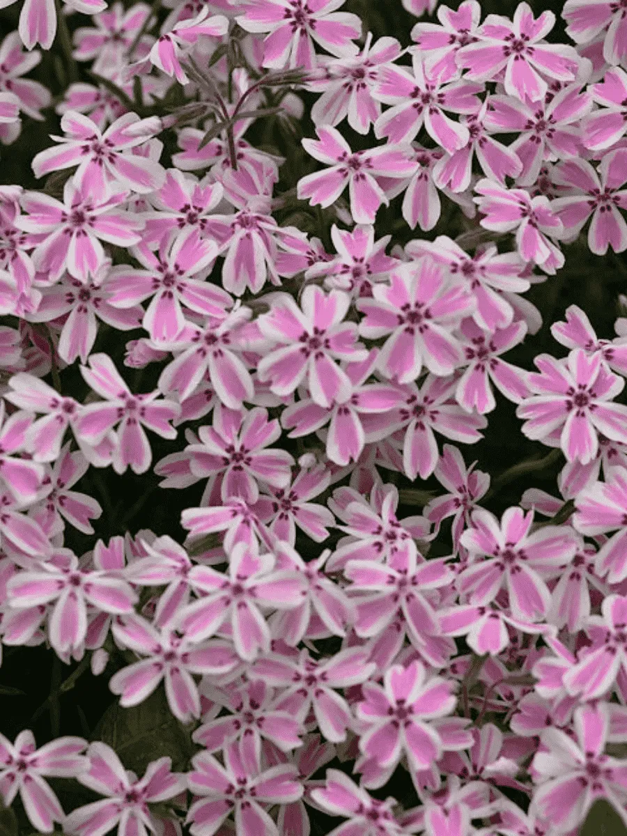 Флокс шиловидный Candy Stripes