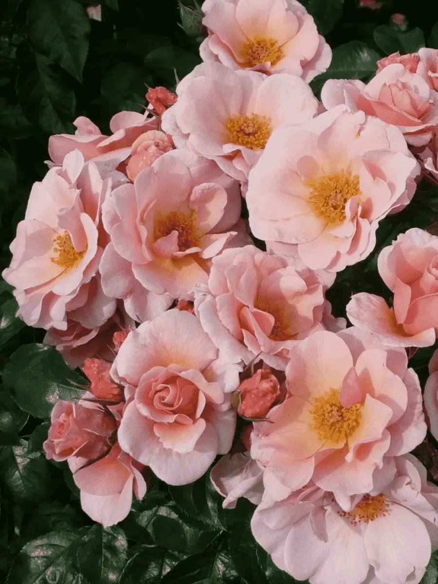 Роза плетистая Checkmate