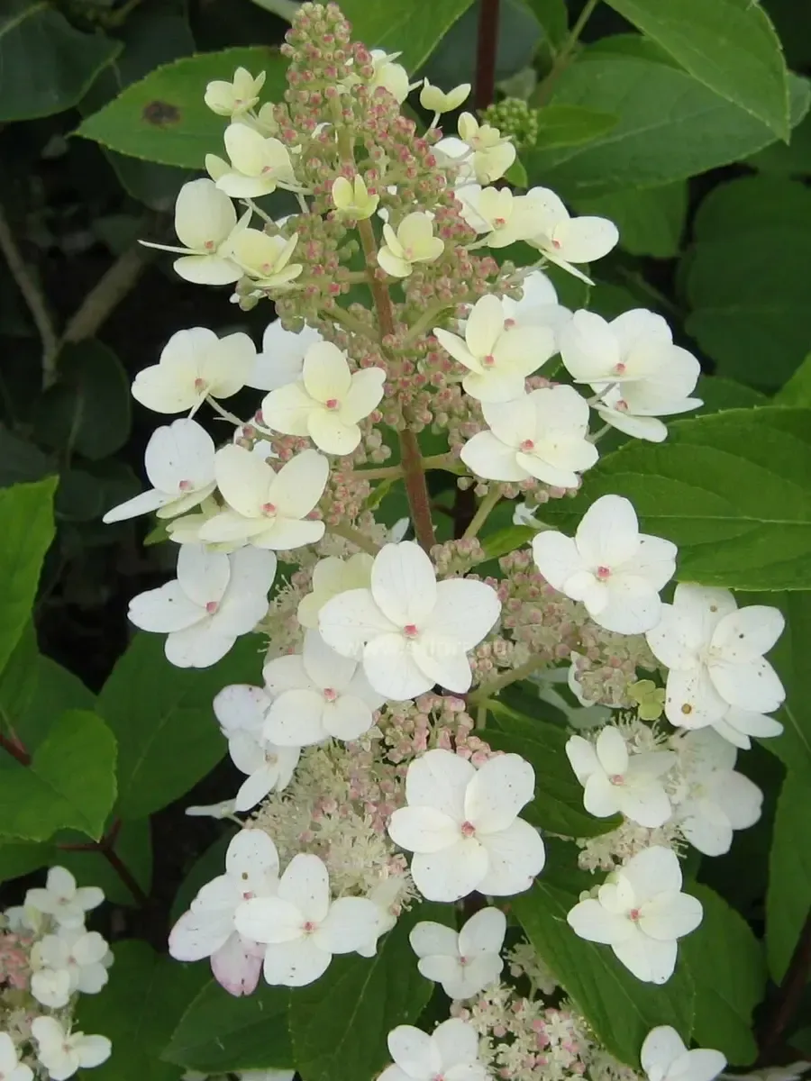 Гортензия метельчатая  Tardiva