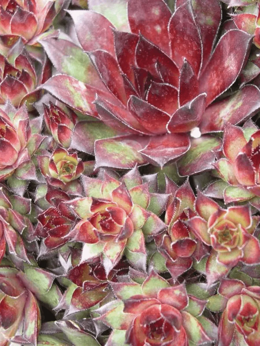 Молодило паутинистое Bronco