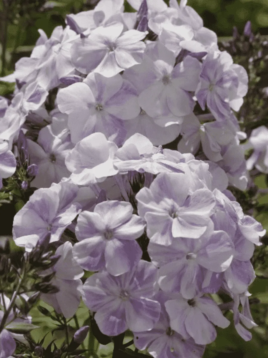 Флокс метельчатый Облако