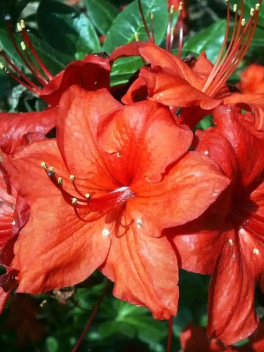 Азалия Doloroso