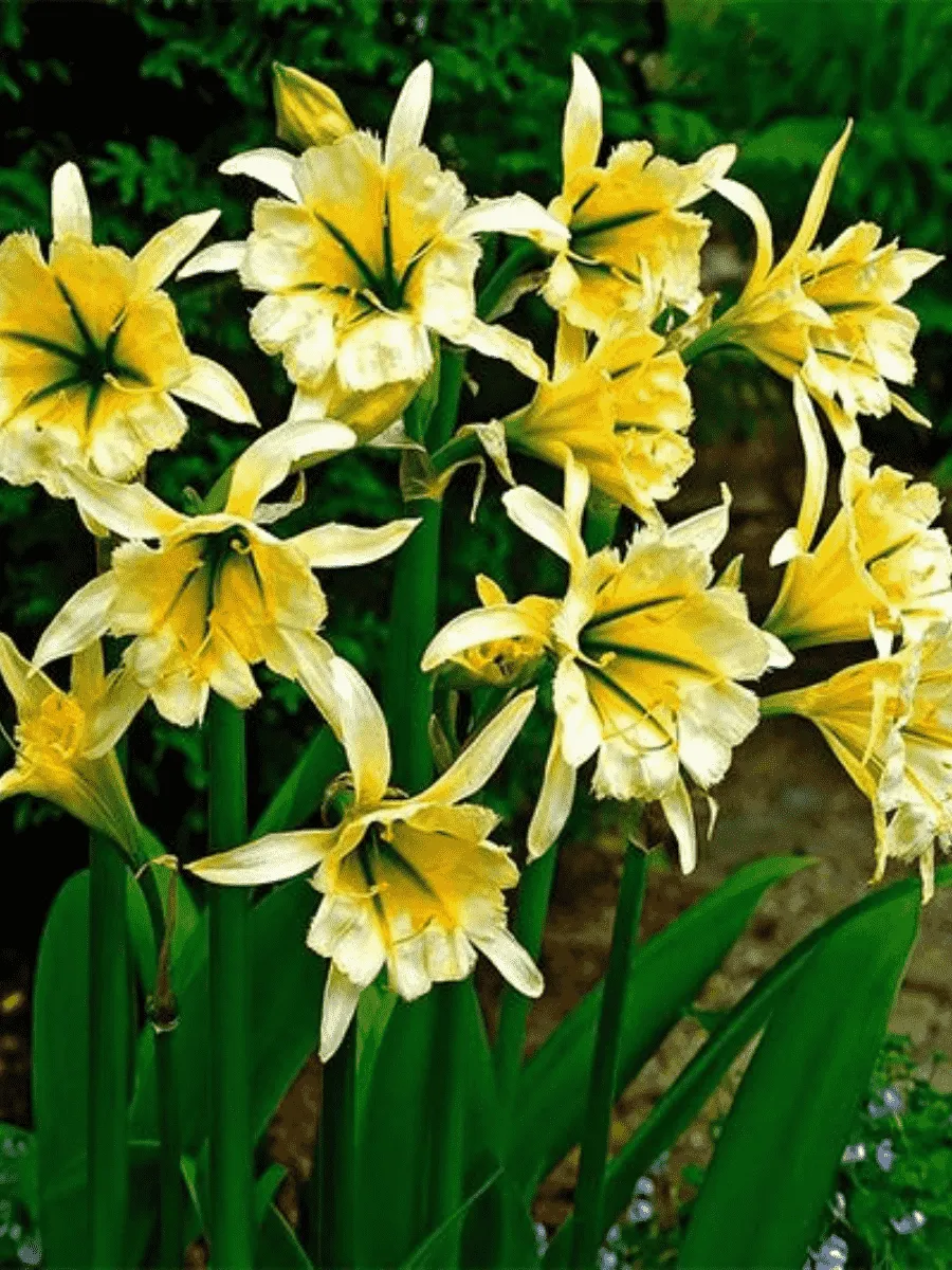 Исмена Sulphur Queen Исмена Sulphur Queen