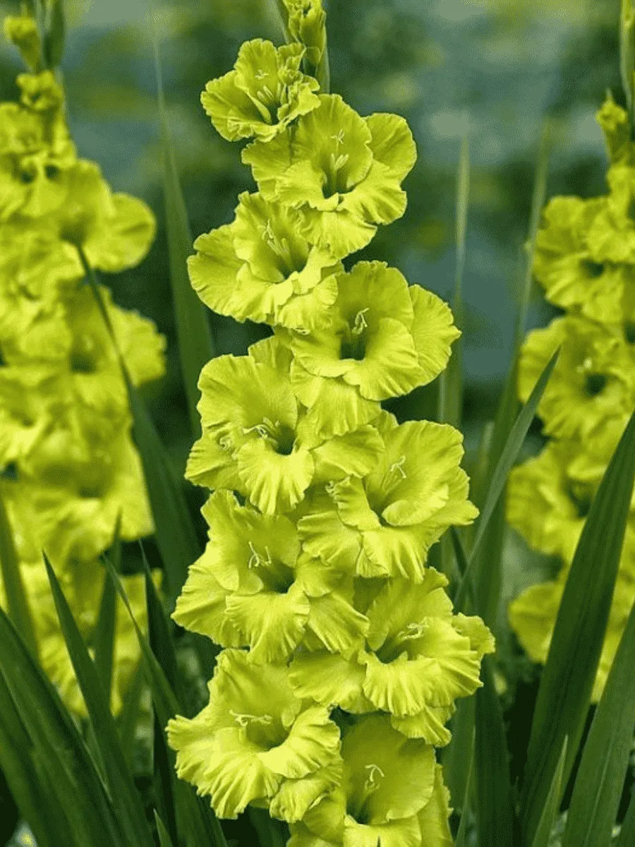 Гладиолус Spring Green