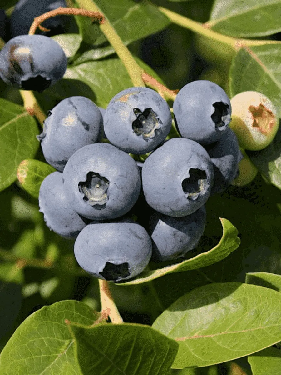 Голубика высокорослая  Chanticleer