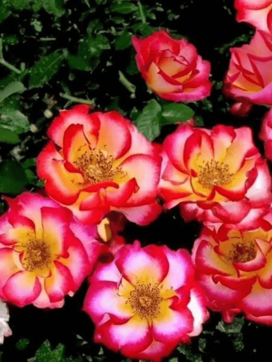 Роза Флорибунда Betty Boop