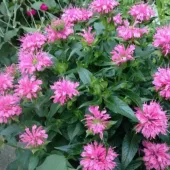 Монарда гибридная Melua Pink Монарда гибридная Melua Pink