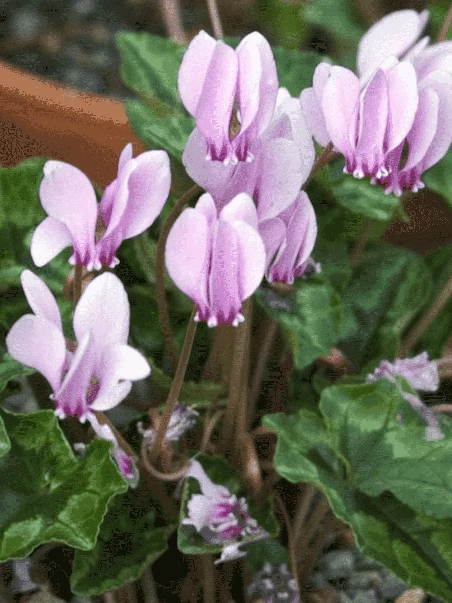 Цикламен плющелистный IviAys Pepl Цикламен плющелистный IviAys Pepl