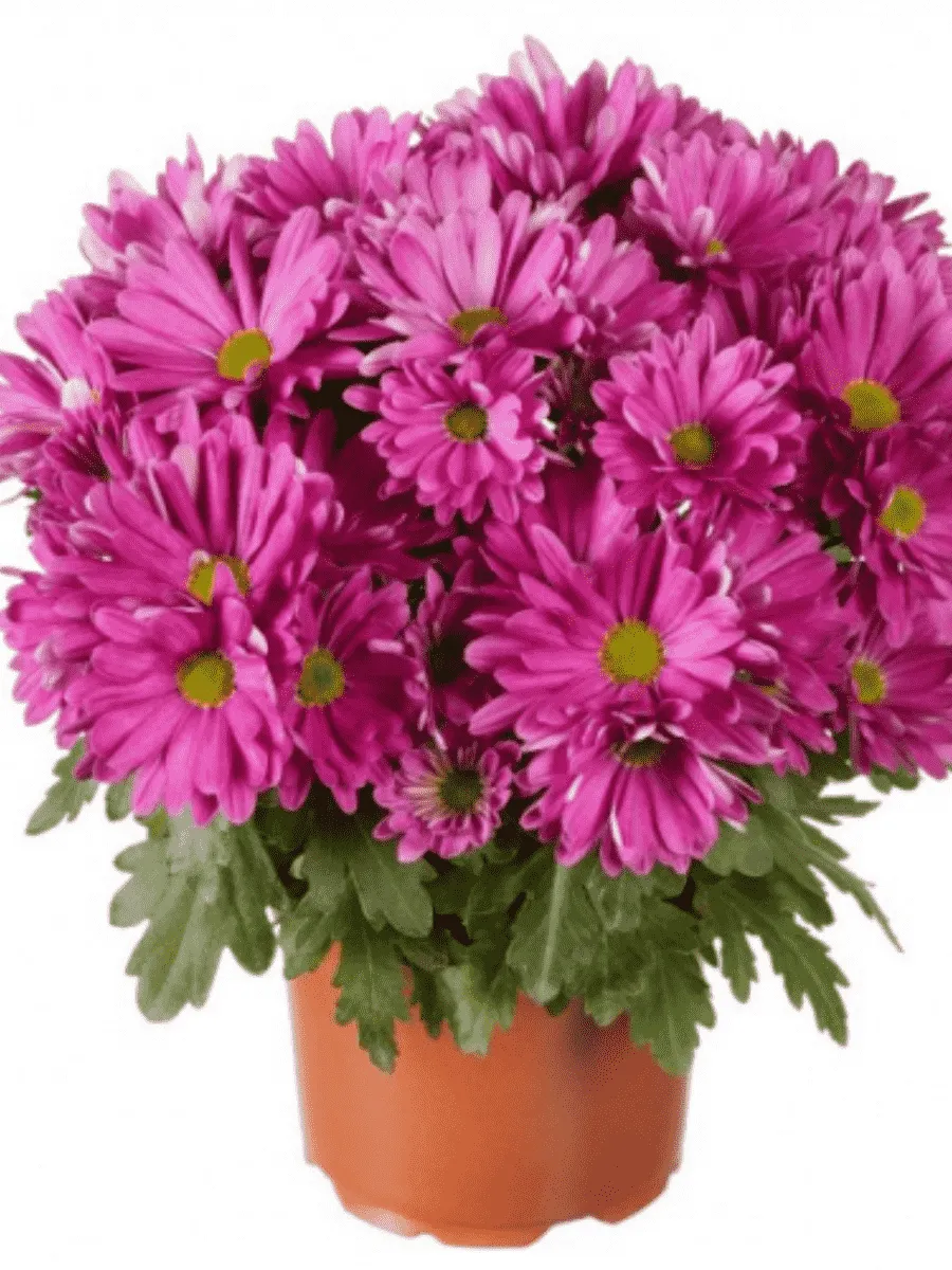 Хризантема Breeze Cassis