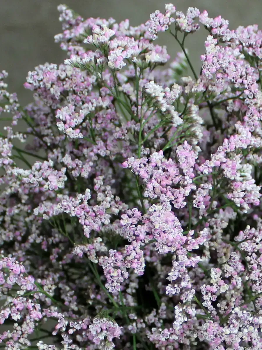 Лимониум  Лимониум