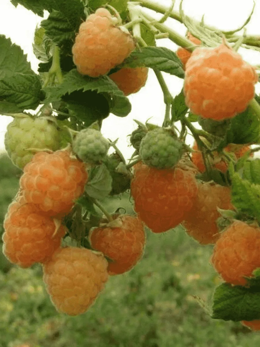 Малина обыкновенная Золотые купола