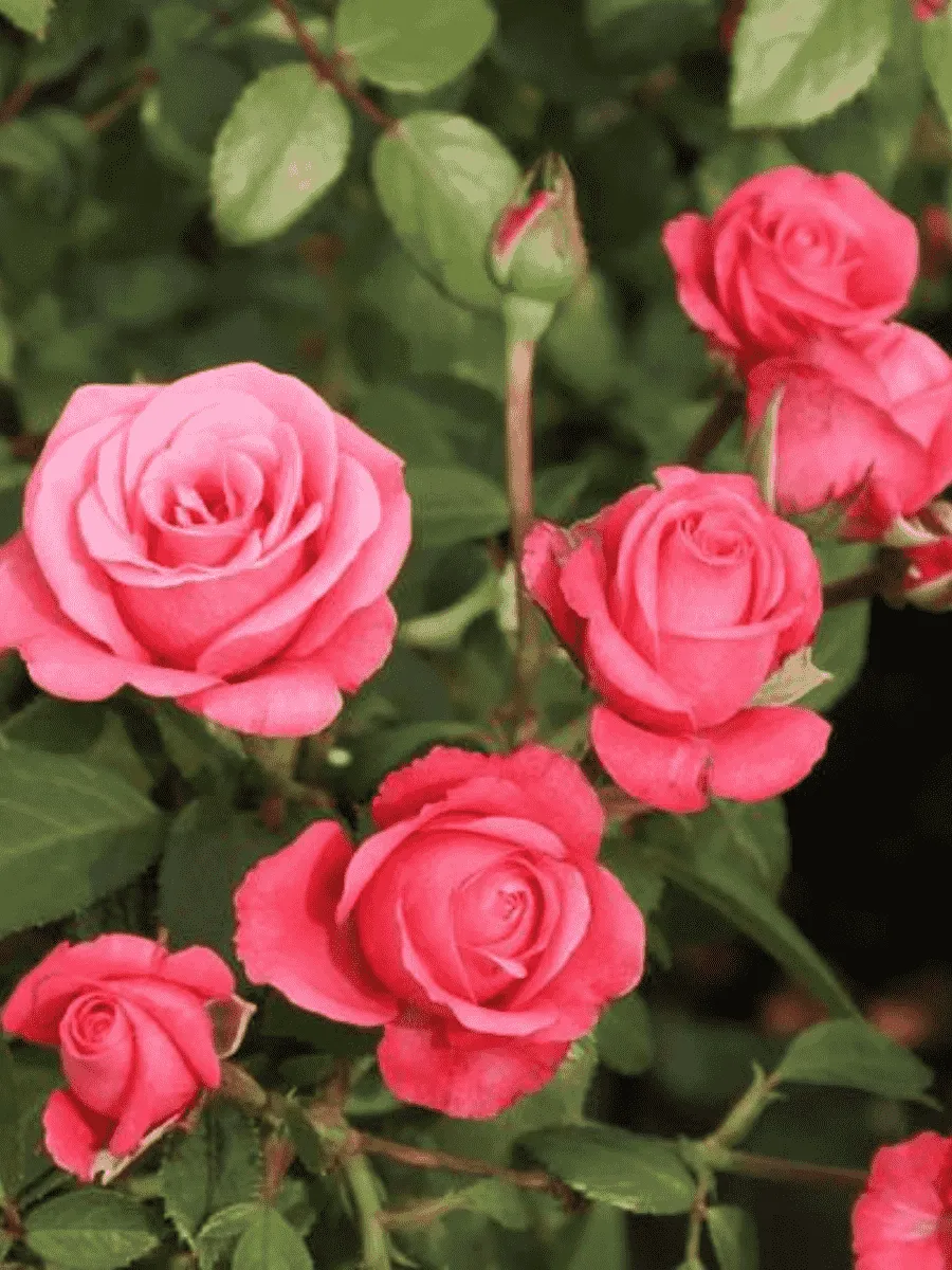 Роза флорибунда Bella Rosa