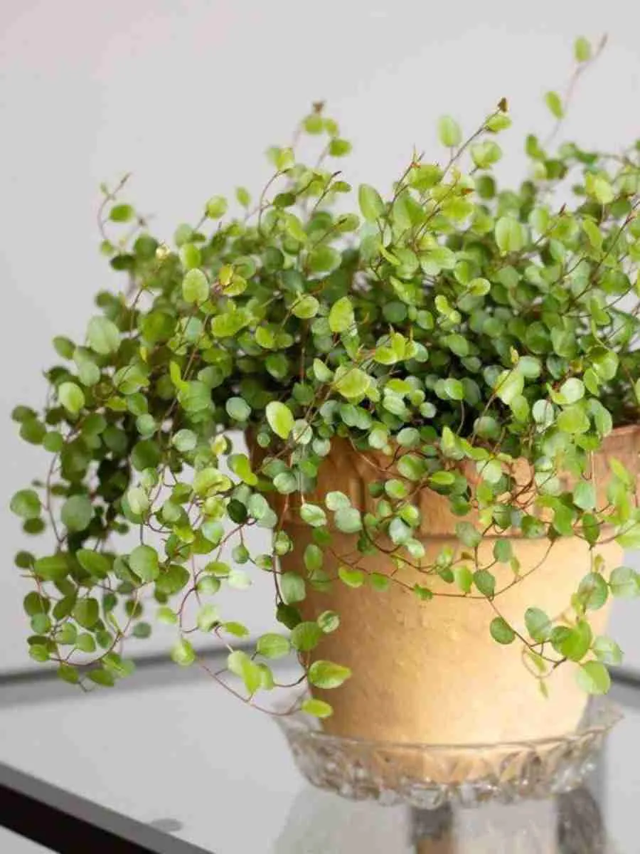 Мюленбекия Мюленбекия