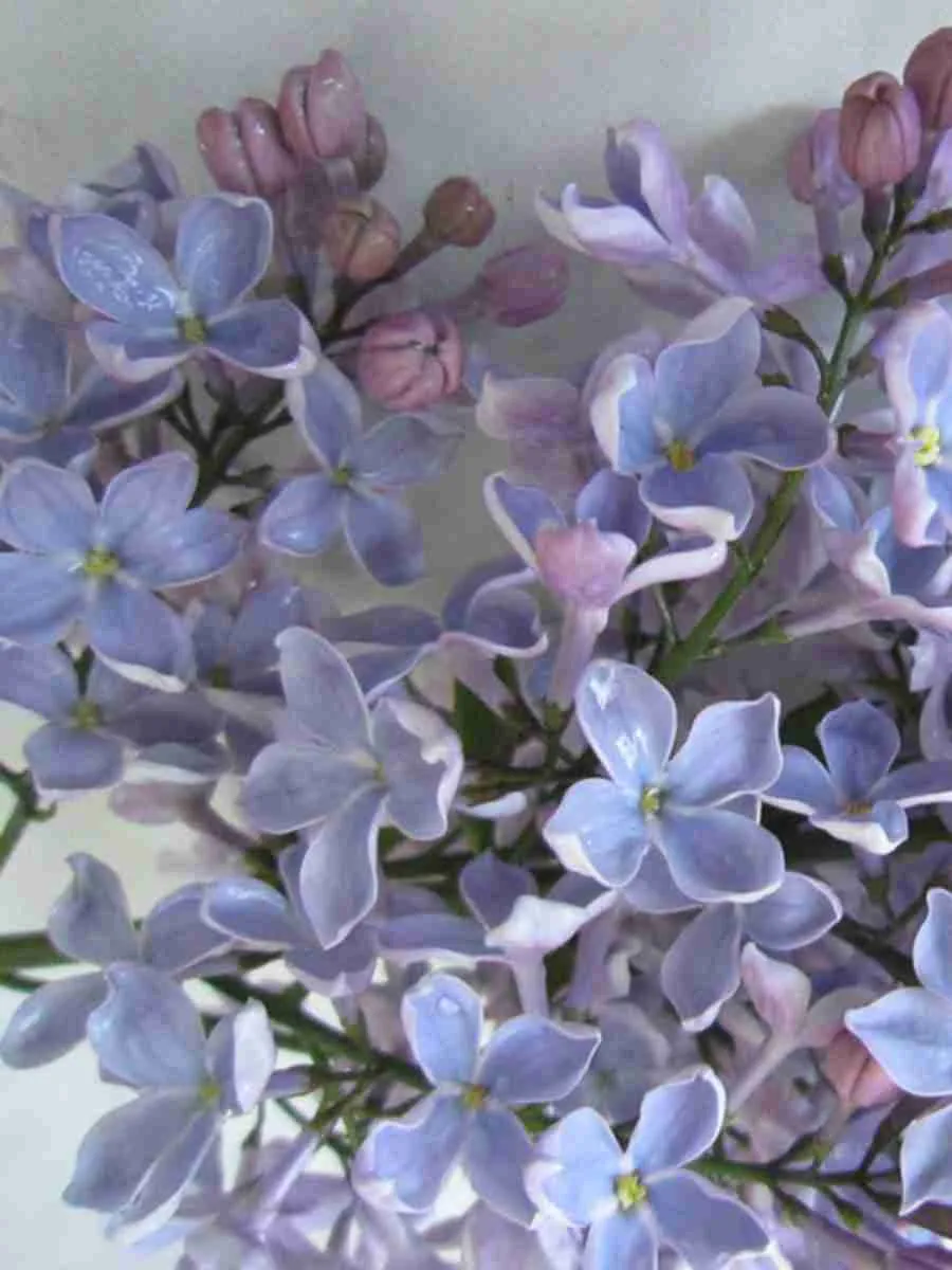 Сирень обыкновенная Тихая обитель