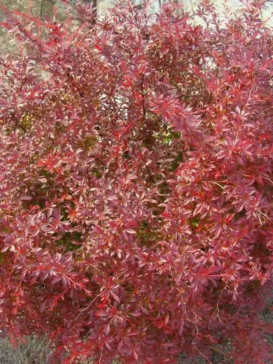 Барбарис Тунберга Orange Dream