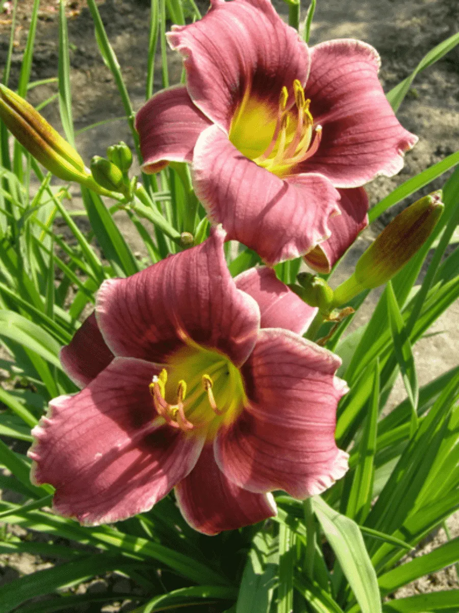 Лилейник Little Missy