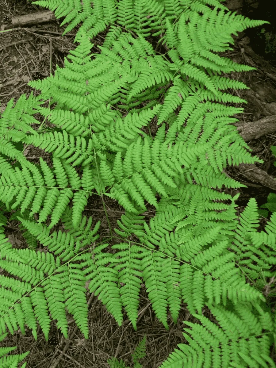 Орляк обыкновенный