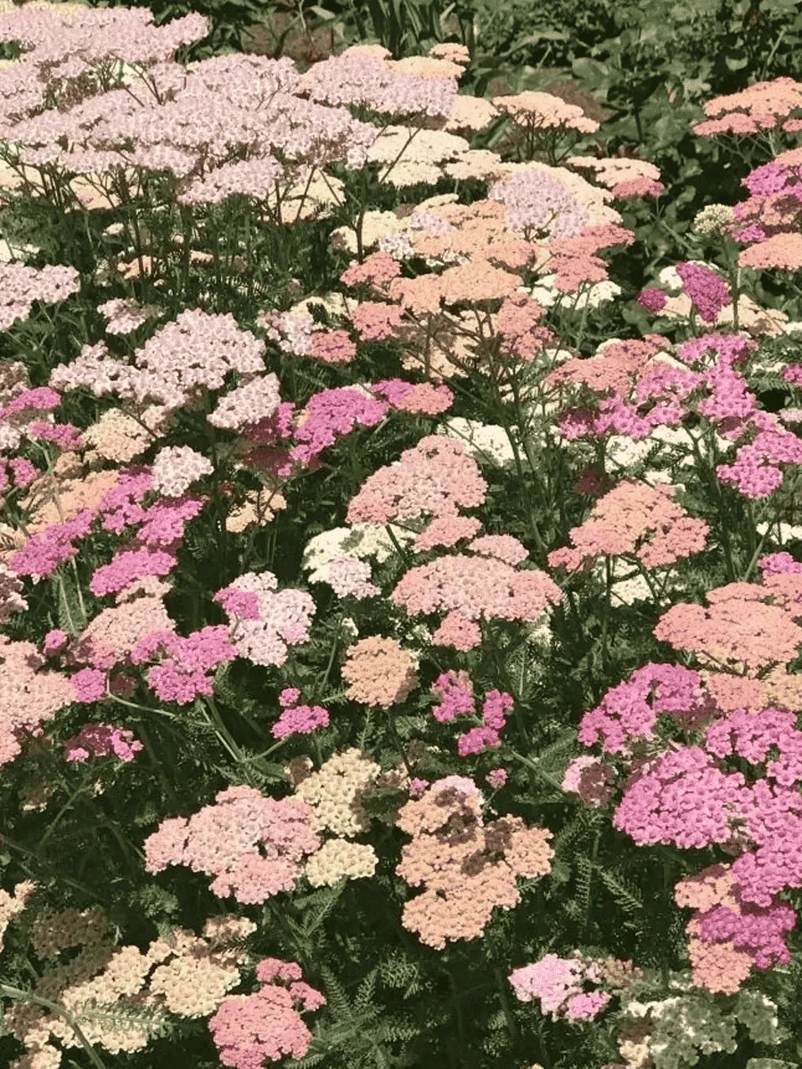 Тысячелистник обыкновенный Summer pastels Тысячелистник обыкновенный Summer pastels