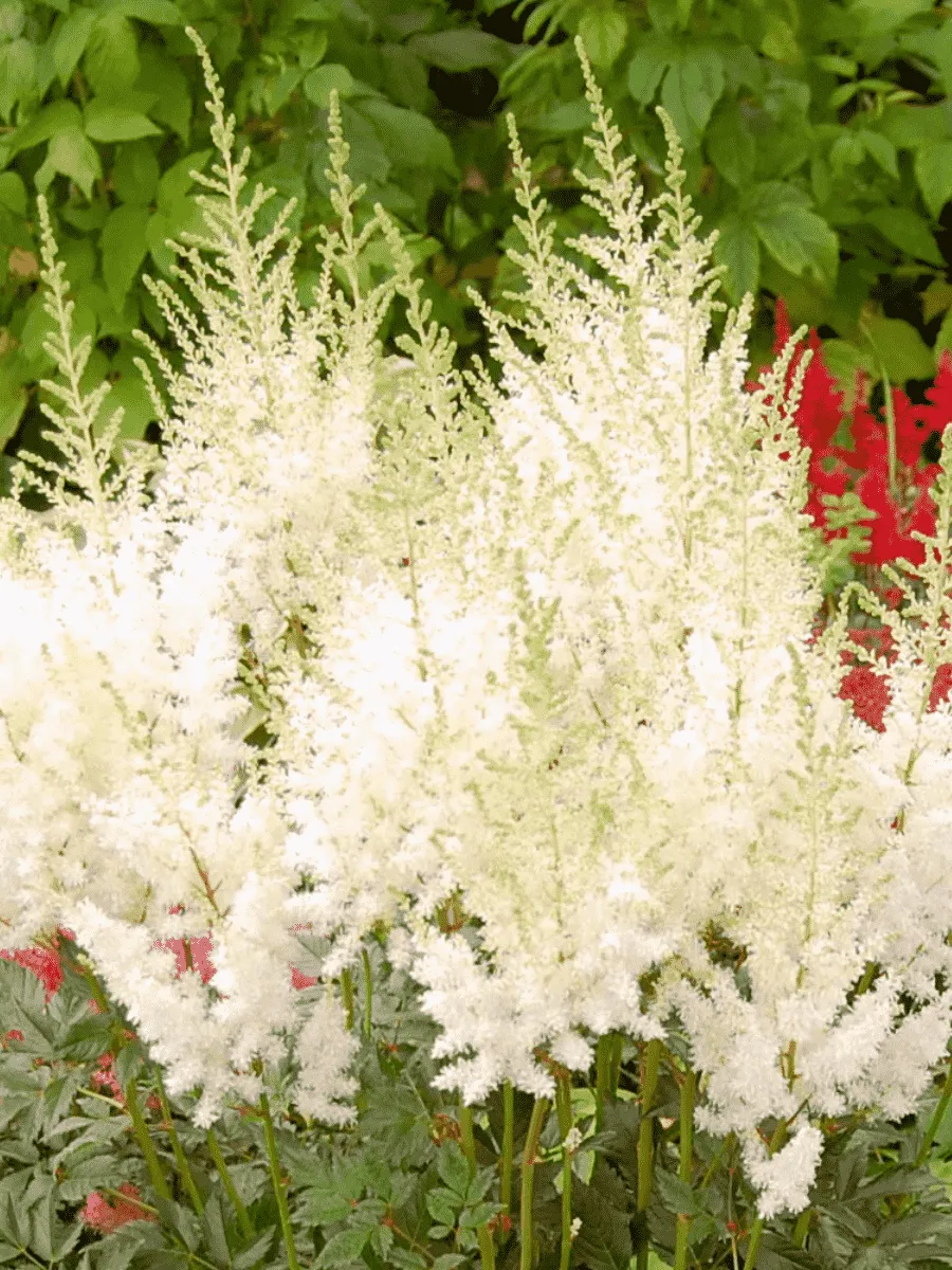 Астильба китайская Frosty Cupcake