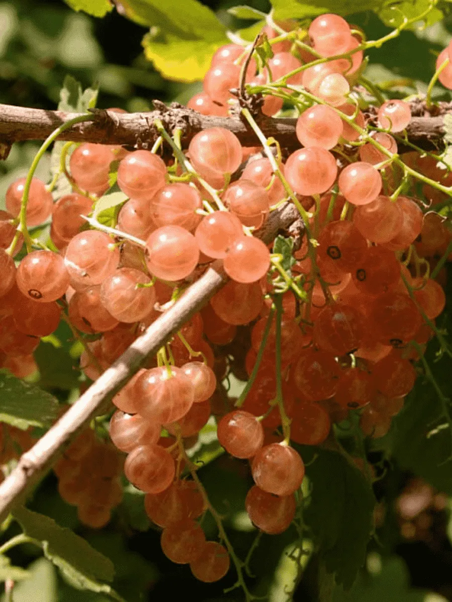 Смородина красная Голландская розовая Смородина красная Голландская розовая