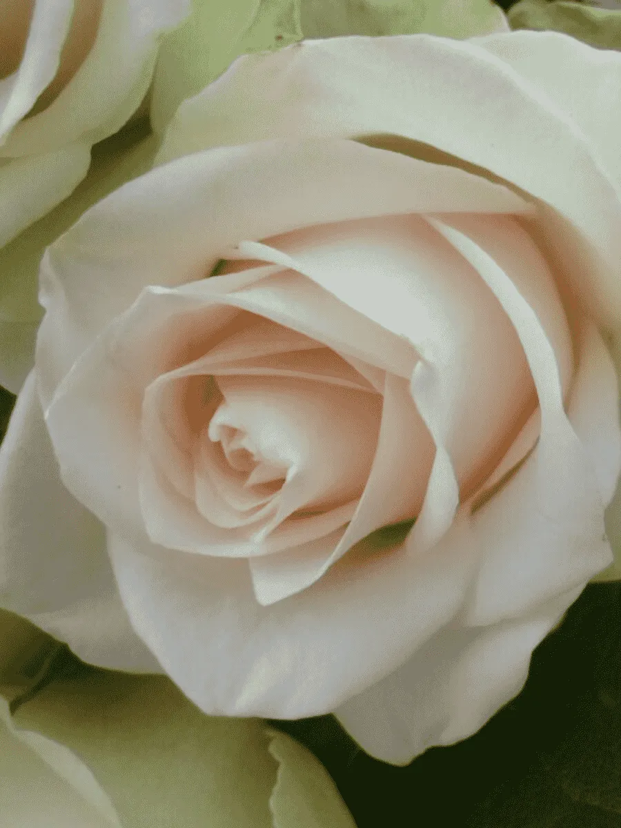 Роза Чайно-гибридная La Perla