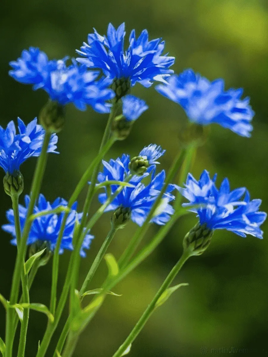 Василек Василек