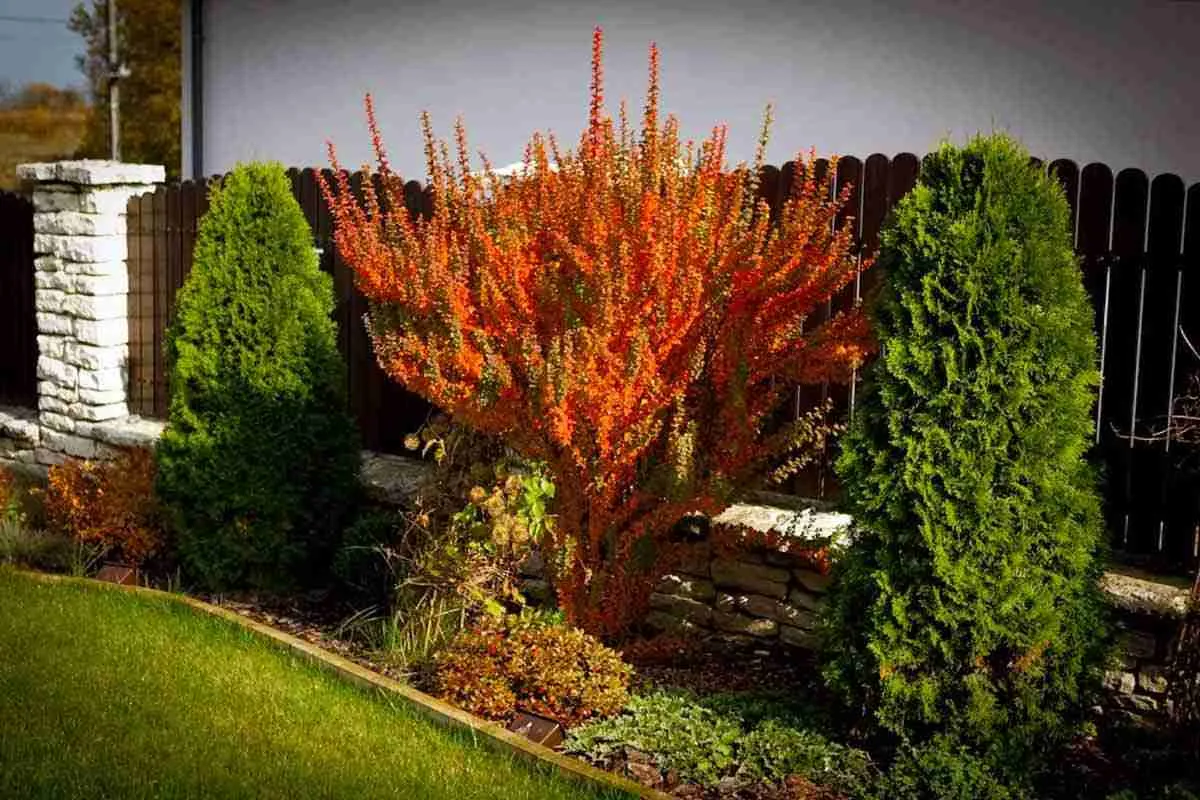 Барбарис в саду