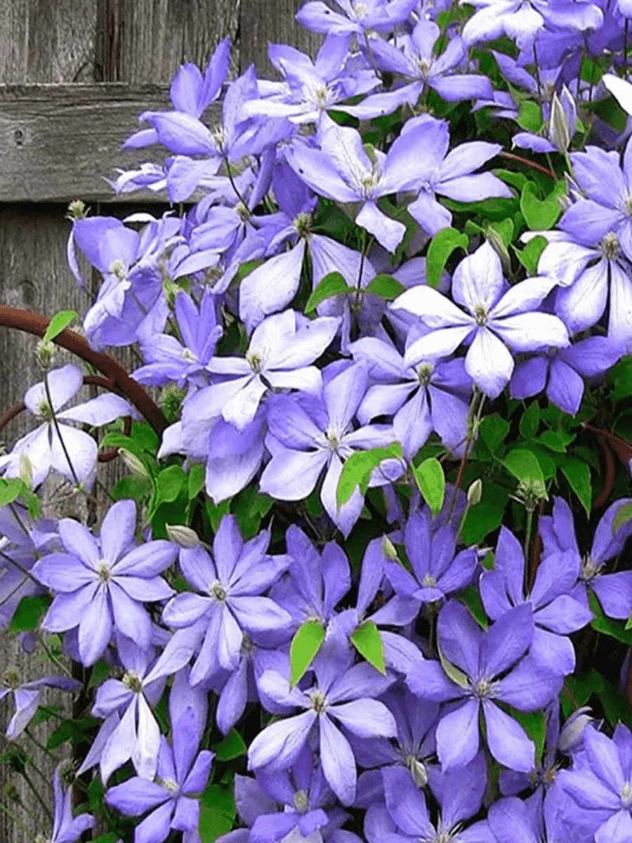 Picture background