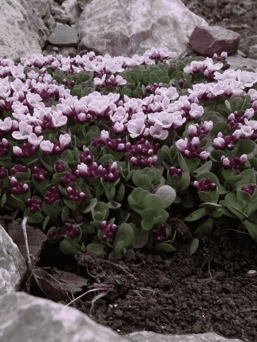 Крылотычинник Крылотычинник