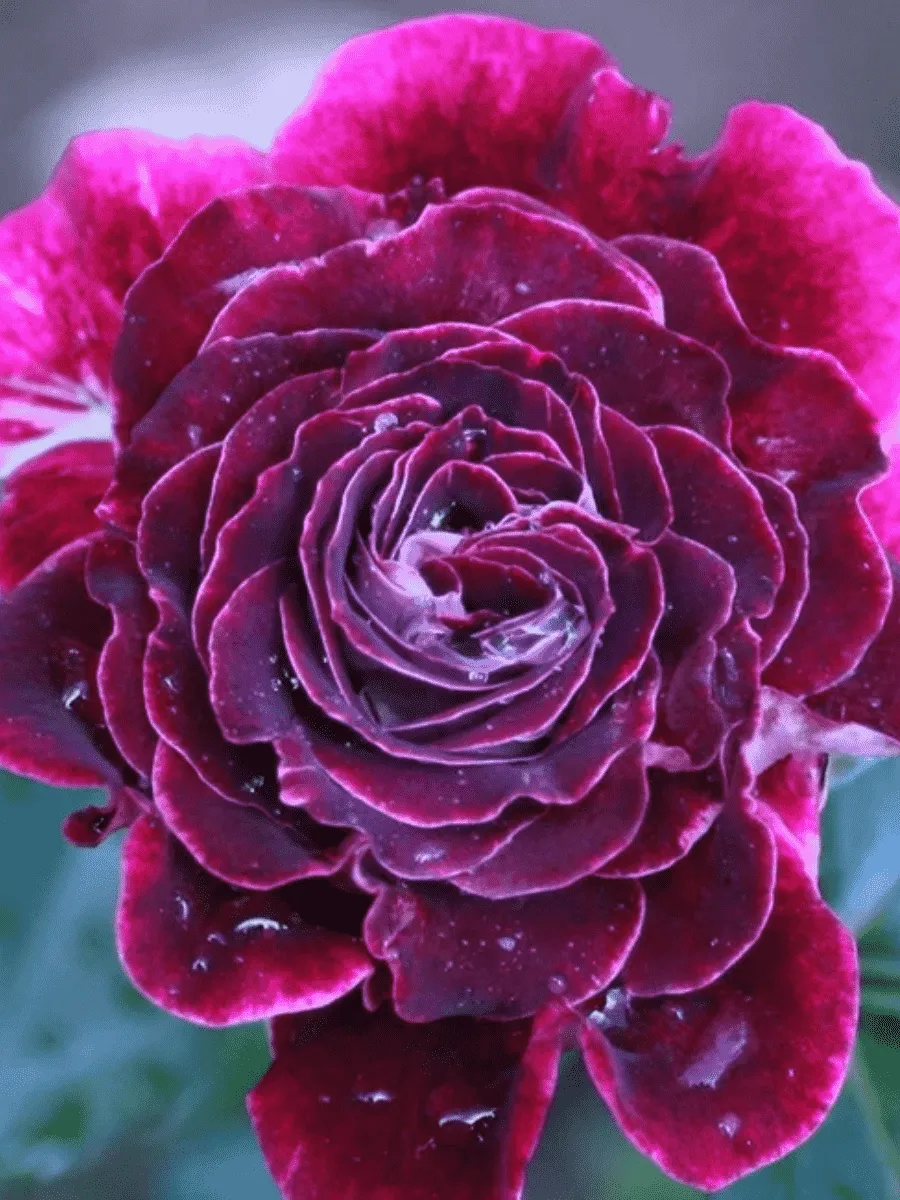 Роза  кустовая Mille et Une Nuits