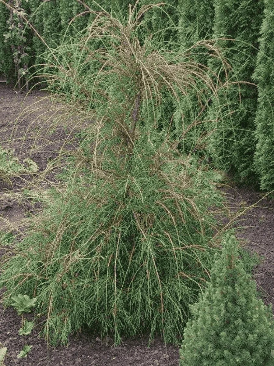 Туя западная Filiformis Туя западная Filiformis