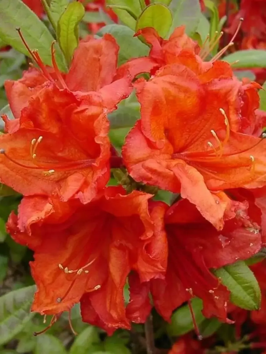 Азалия крупноцветковая Feuerkopfchen Азалия крупноцветковая Feuerkopfchen