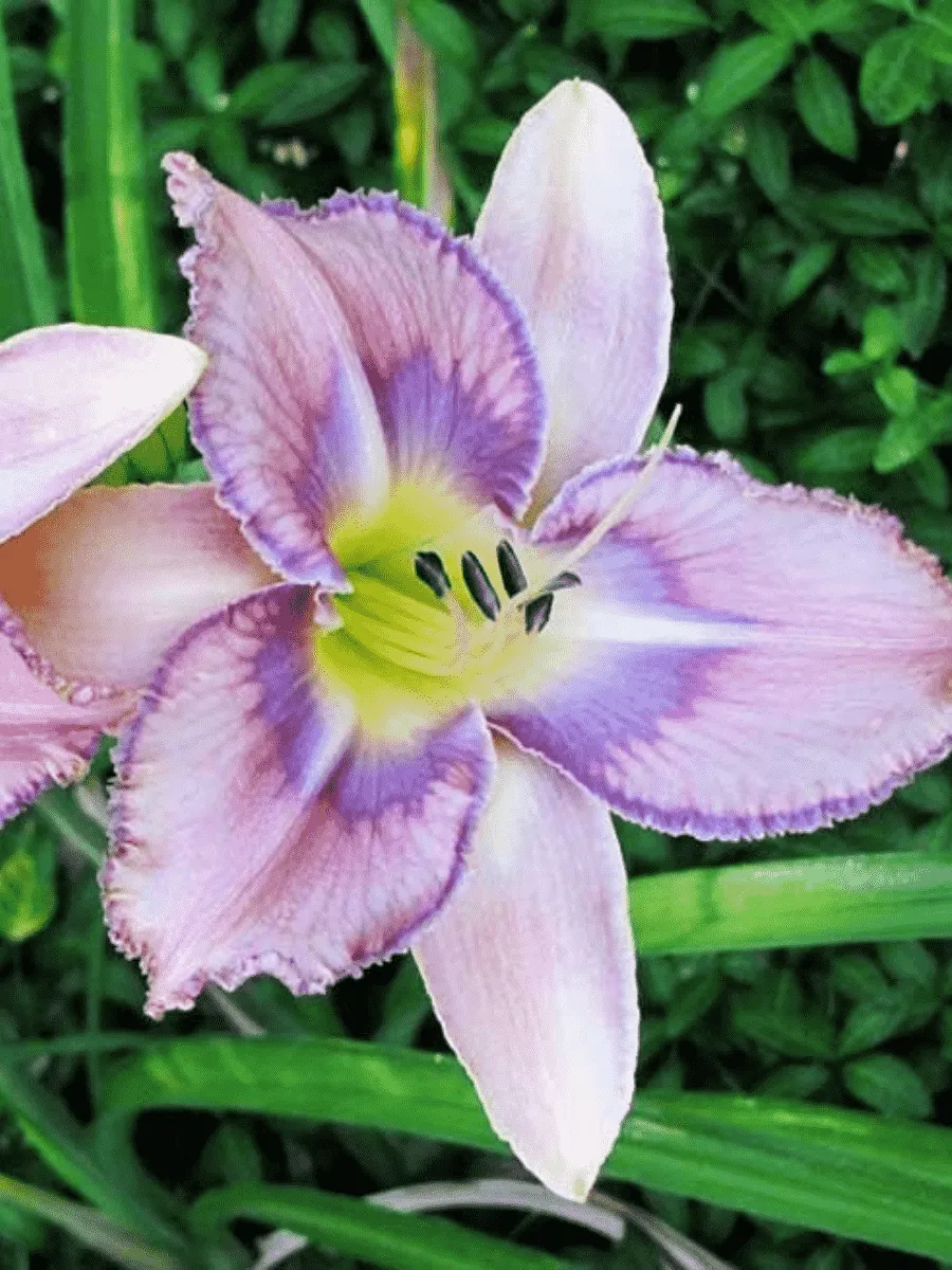 Лилейник Mildred Mitchell