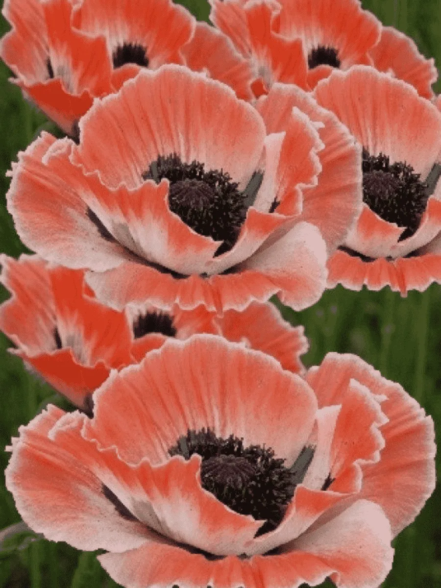 Мак восточный Carnival