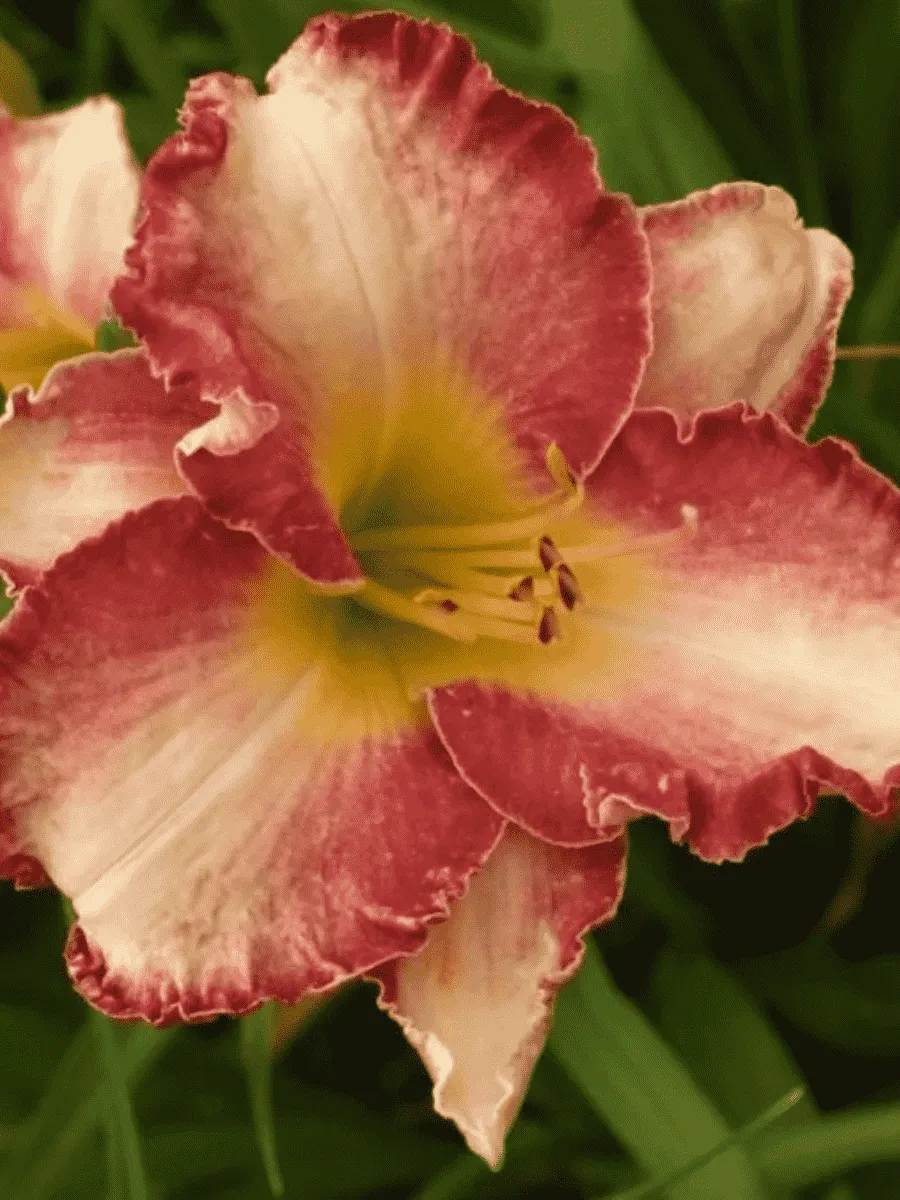 Лилейник She's got the Look