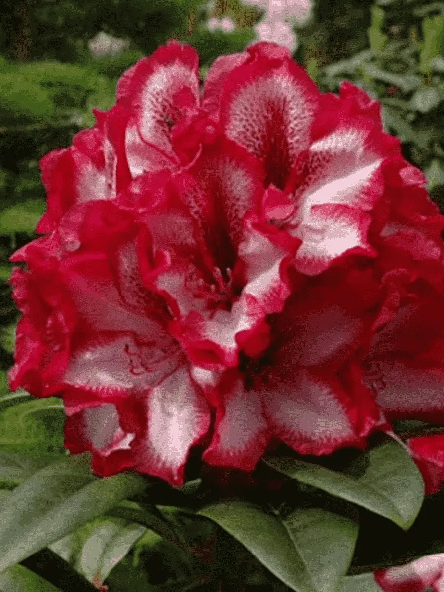 Рододендрон гибридный Pomegranate Splash