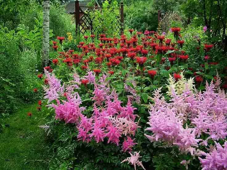 Астильба в дизайне вашего сада