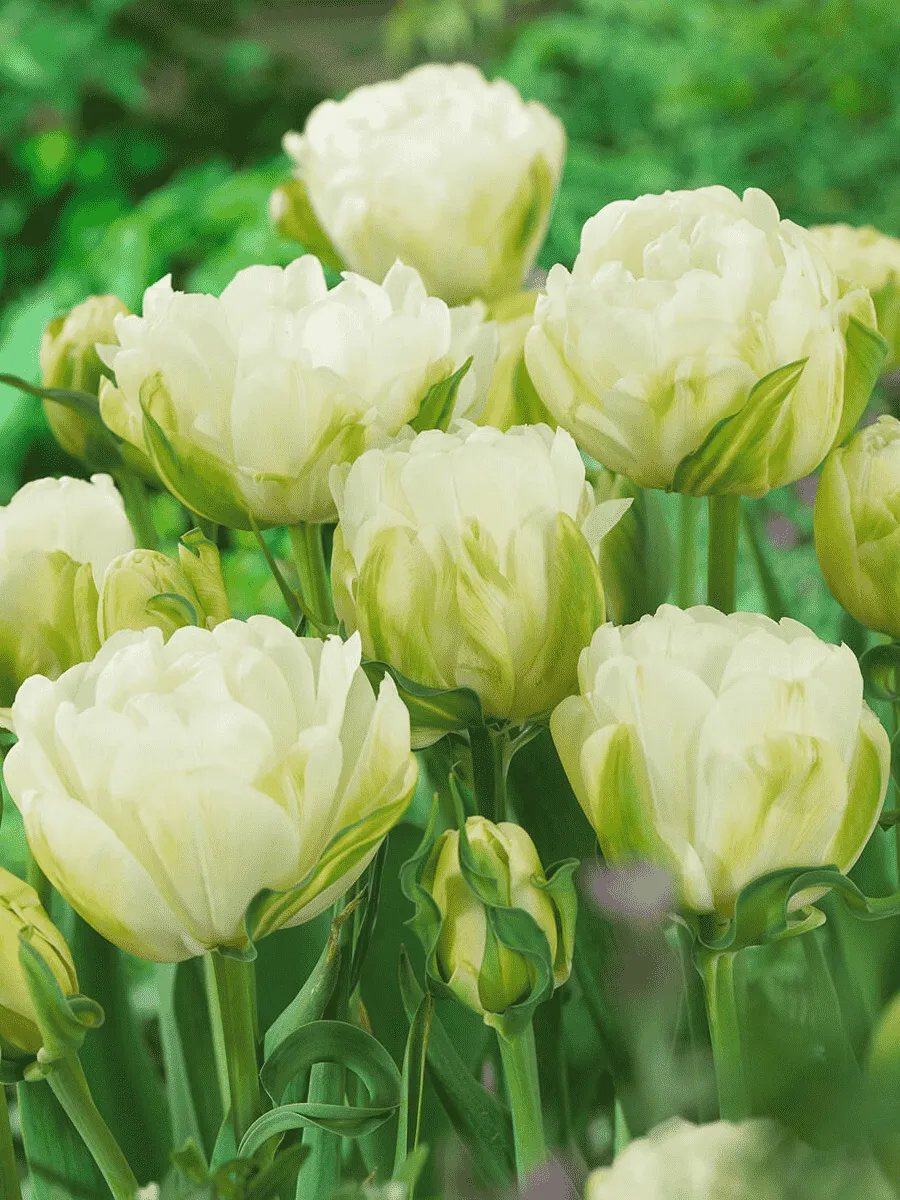 Тюльпан Махровый Maureen Double