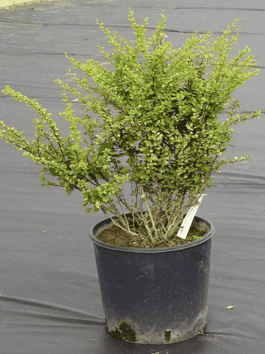 Барбарис Тунберга Kelleriis