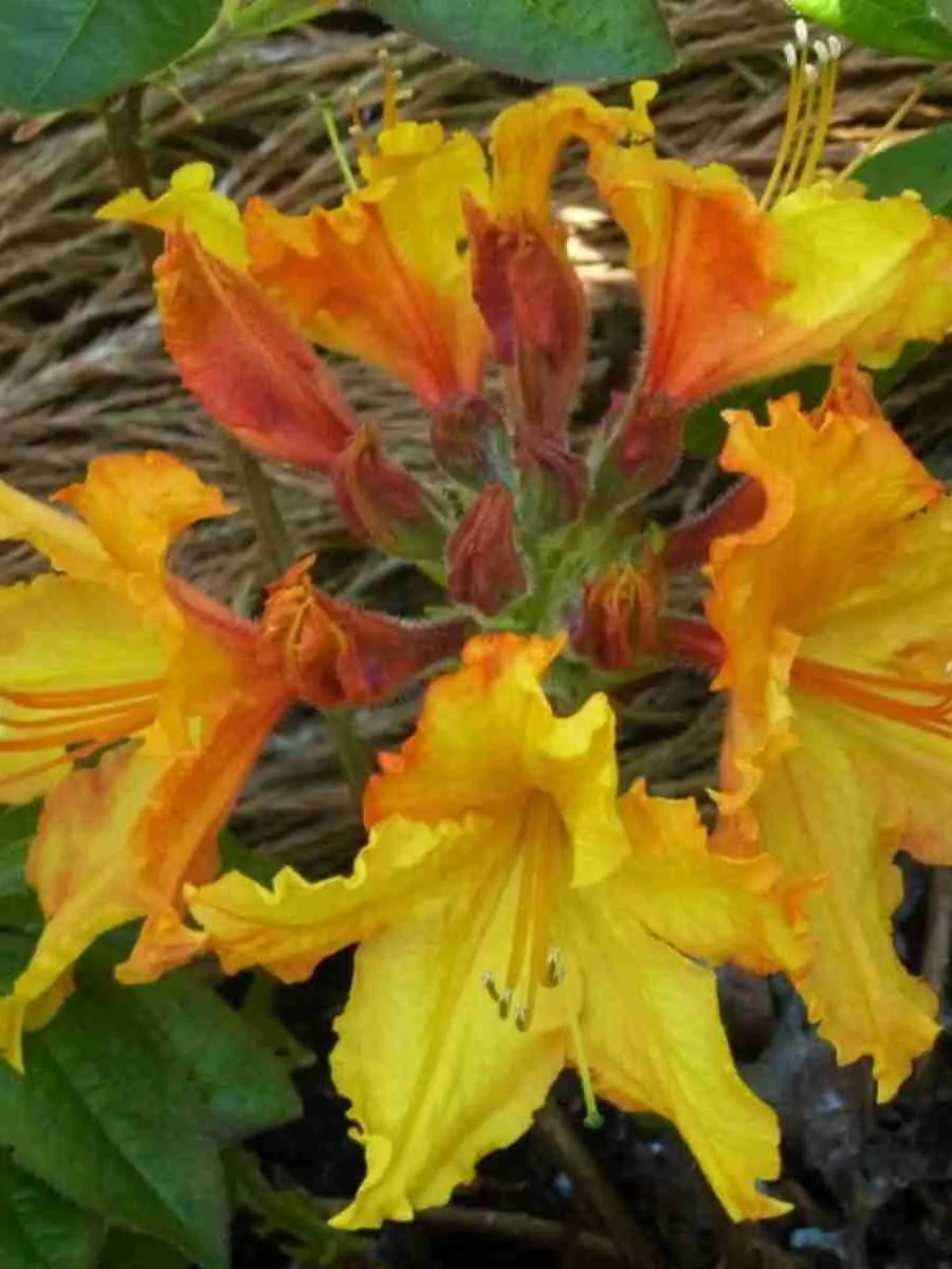 Азалия Ewa-Roza