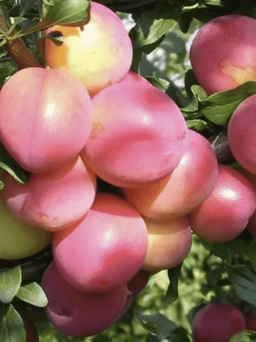 Алыча гибридная Июльская Роза Алыча гибридная Июльская Роза