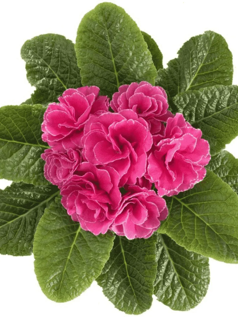 Примула махровая Hethor Petticote Pink