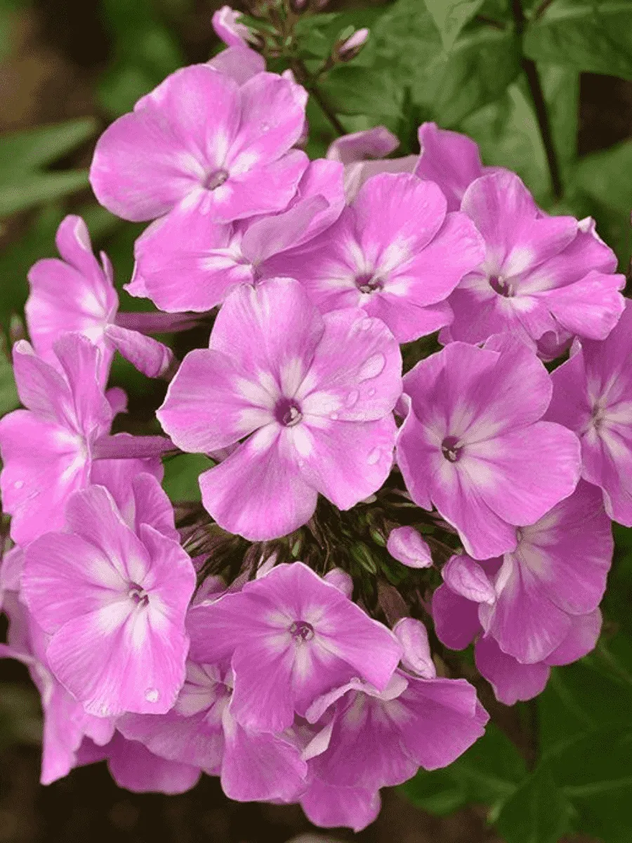 Флокс метельчатый Селена