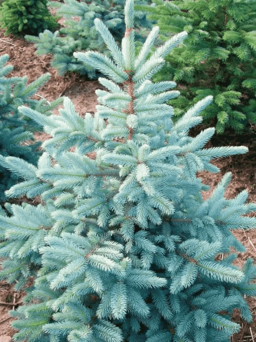 Ель колючая Ель колючая