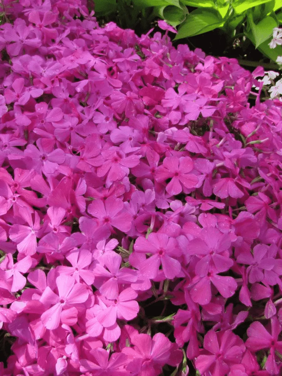 Флокс шиловидный Mac Daniel's Cushion